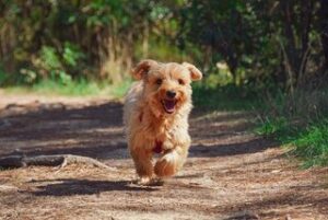 Met je hond naar Spanje