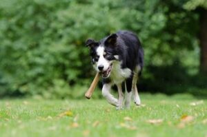 Is een hondenbot veilig voor je hond?