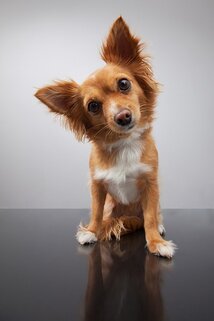 Hoe maak je de oren van een hond schoon?