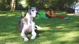 Deense Dog
