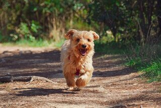 Struvietstenen bij honden
