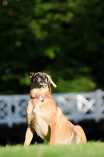 Is een hondenbot veilig voor je hond?