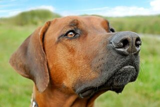 Waarom heeft een hond snorharen?