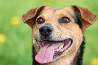 Waarom hijgen honden?