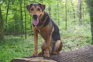 Waarom hijgen honden?