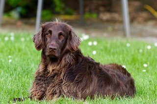 Mag een hond mandarijn