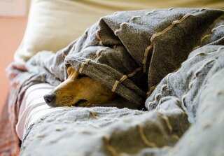Waarom graven honden op de bank?