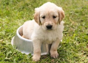 Beste natvoer hond