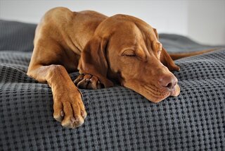 Hoe leer ik mijn hond om alleen thuis te blijven?