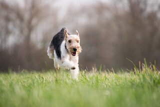 Recall training hond