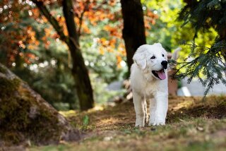 Speuren met je hond
