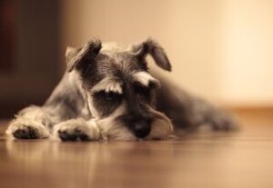 Schnauzer