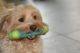 Havanese