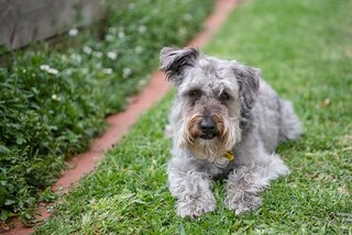 Schnoodle