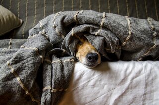 beste verzekeringen voor honden