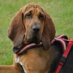 bloedhond honden met rimpels