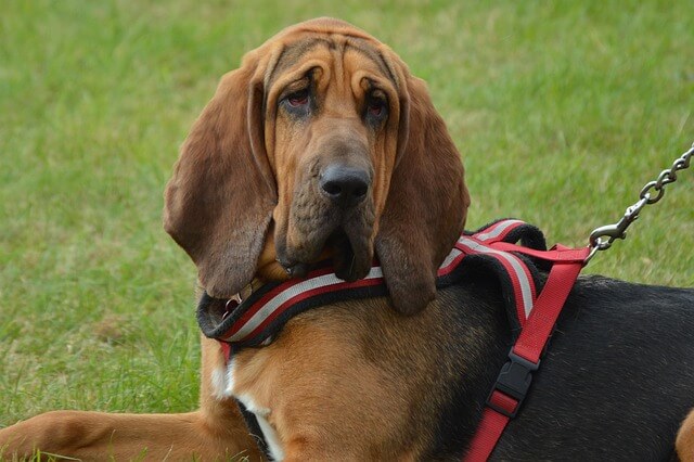 bloedhond honden met rimpels
