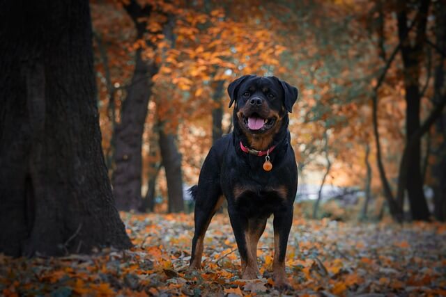 Rottweiler op wandel in het bos